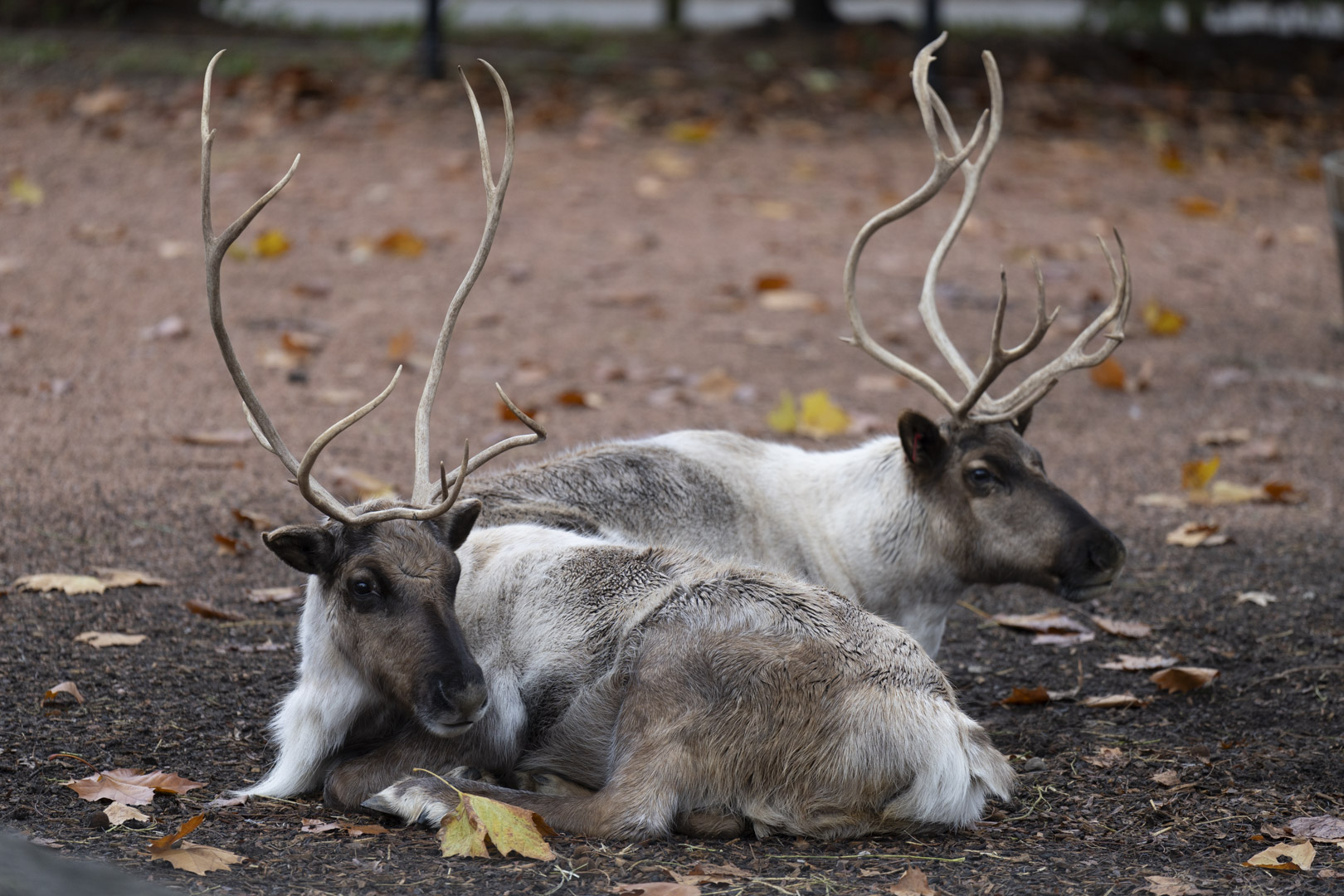 Hooves, Antlers, and Holiday Magic Reindeer at the Columbus Zoo